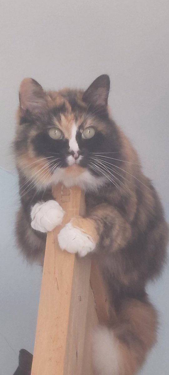 Liminal_Doctor's tweet image. This one goes out to my two followers.
@_reyday and @backrooms_news
(=^ェ^=) 
#thisismycat
#backroomsentity