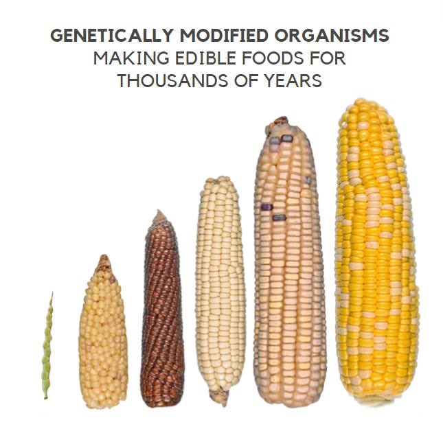 Problem: those who oppose GE technology objectively know the least about it. Many of these people don’t know whether tomatoes contain DNA (they do).

Genetic engineering is wildly misunderstood by people who spread fear and falsehoods.

Read more ⬇️
immunologic.substack.com/p/gmos-and-gen…

🧵