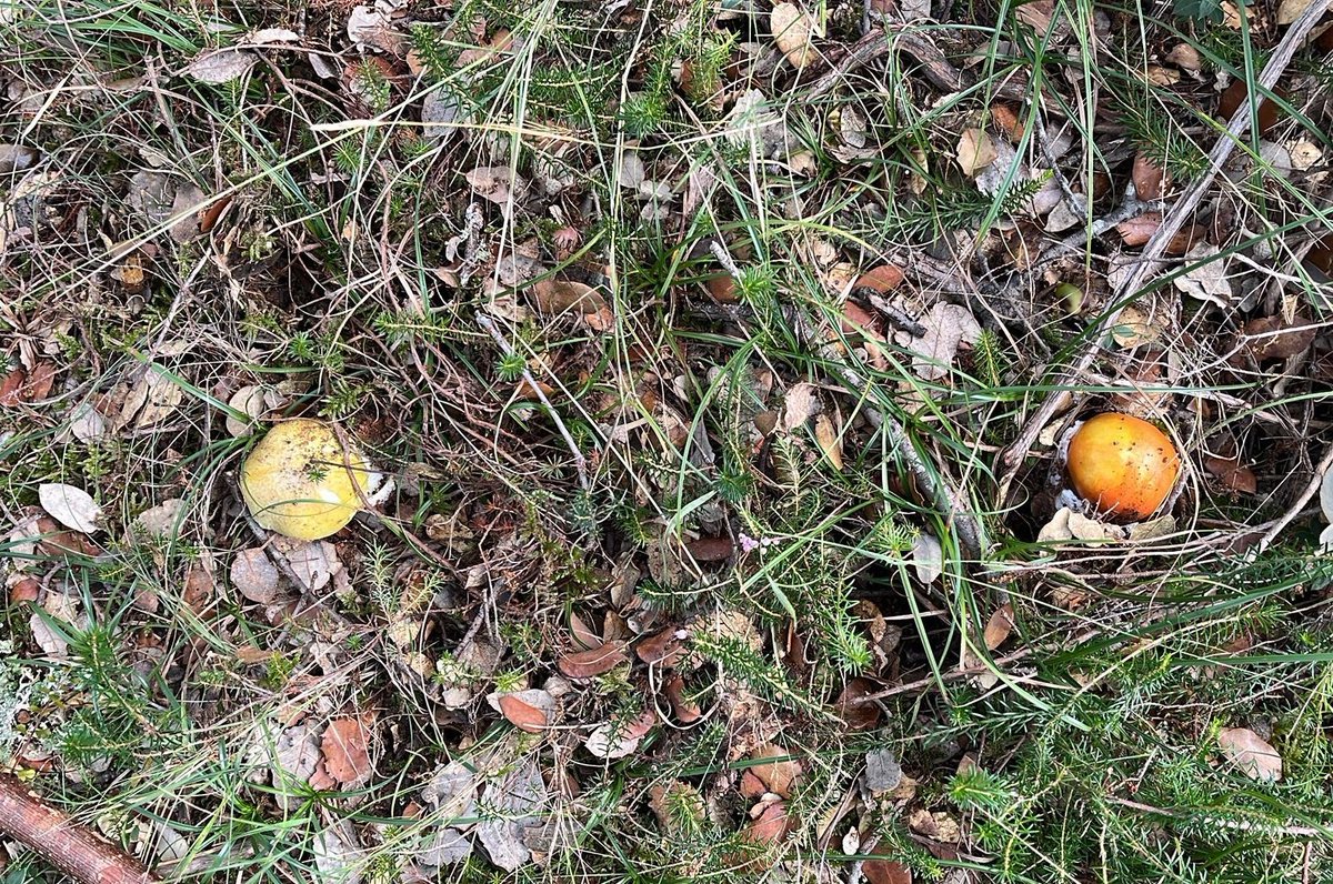 Mushrooms guide 🍄 tweet media