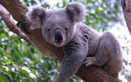CT scans have revealed that Koala's have an emotional range of one; ennui. #animalfacts #nature #koala #Bears