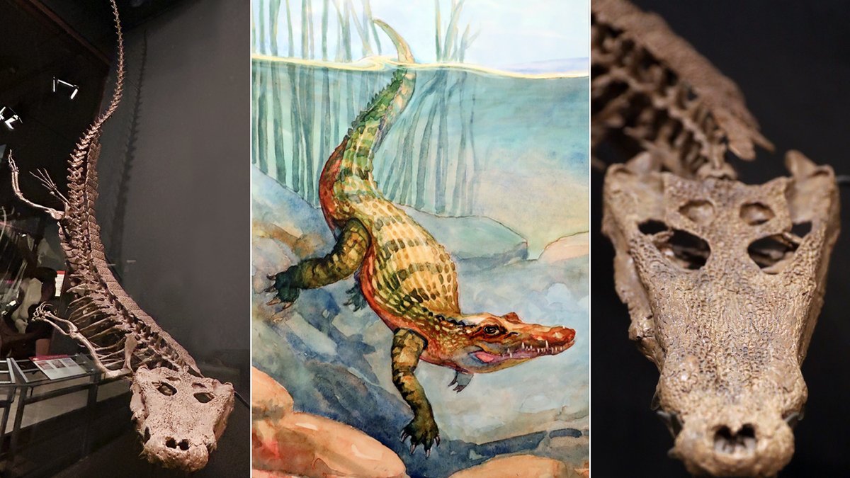 Dive into #fossilfriday with #Borealosuchus! This 🐊 #crocodile relative (#MOR725) swam through the Cretaceous rivers of the #HellCreek ecosystem while #Trex and #Triceratops roamed western North America 66mya.
👨‍🎨 Artist Credit: Robert Spannring ow.ly/myNe50TxFl2