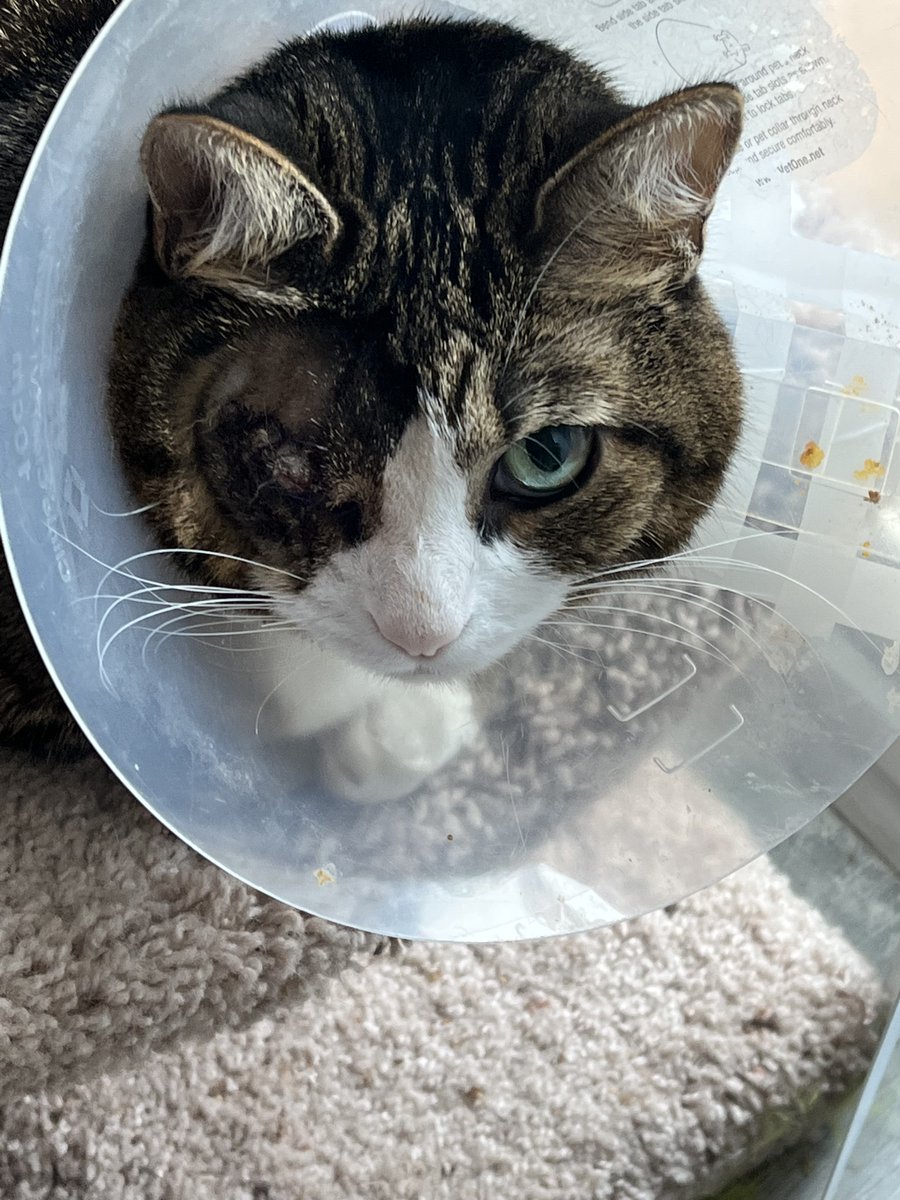 NoirTres's tweet photo. Beemo Update! She is doing really well and healing nicely. She is still our lovable cuddle bug. The GoFundMe is still active if you are able to assist my wife and I with the costs of the surgery. Thank you to all who have already donated! For more details: https://t.co/USb43fQHtZ https://t.co/ndDXyep8OA