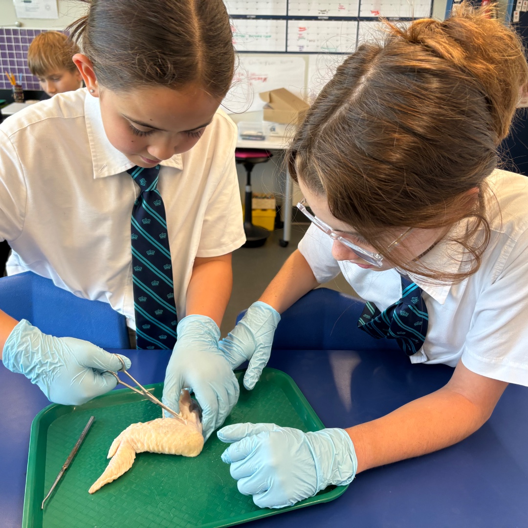 BISB_School's tweet image. #BISB Year 7 students dissected chicken wings this week, focusing on the joint. This hands-on activity helped them better understand the structure and movement of the musculoskeletal system.
#HandsOnLearning