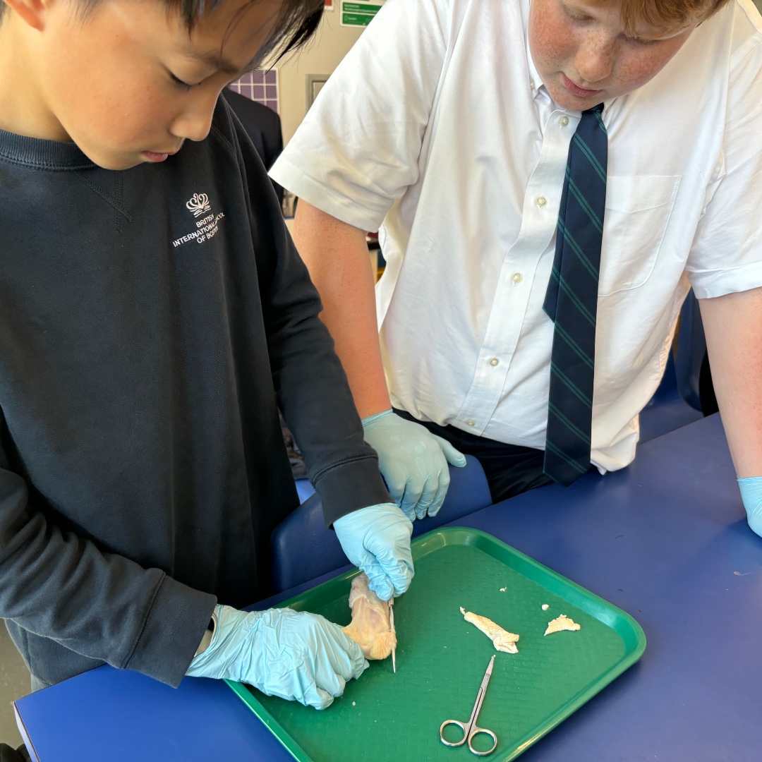 BISB_School's tweet image. #BISB Year 7 students dissected chicken wings this week, focusing on the joint. This hands-on activity helped them better understand the structure and movement of the musculoskeletal system.
#HandsOnLearning