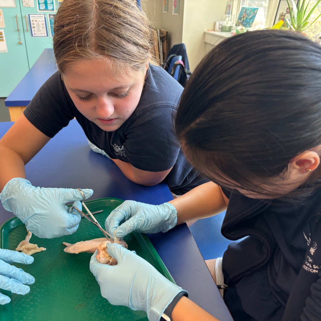 BISB_School's tweet image. #BISB Year 7 students dissected chicken wings this week, focusing on the joint. This hands-on activity helped them better understand the structure and movement of the musculoskeletal system.
#HandsOnLearning