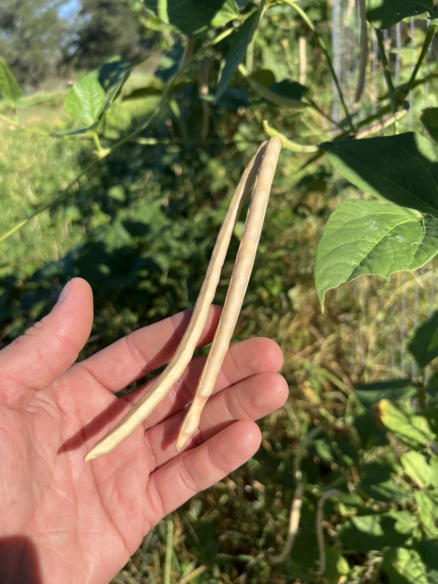 MattPowersSoil's tweet image. Cowpea seed production in full swing - saving like crazy!!
#seedsaving #covercrop #permaculture #regenerativeagriculture #regenerativesoil #soil #soilbuilding