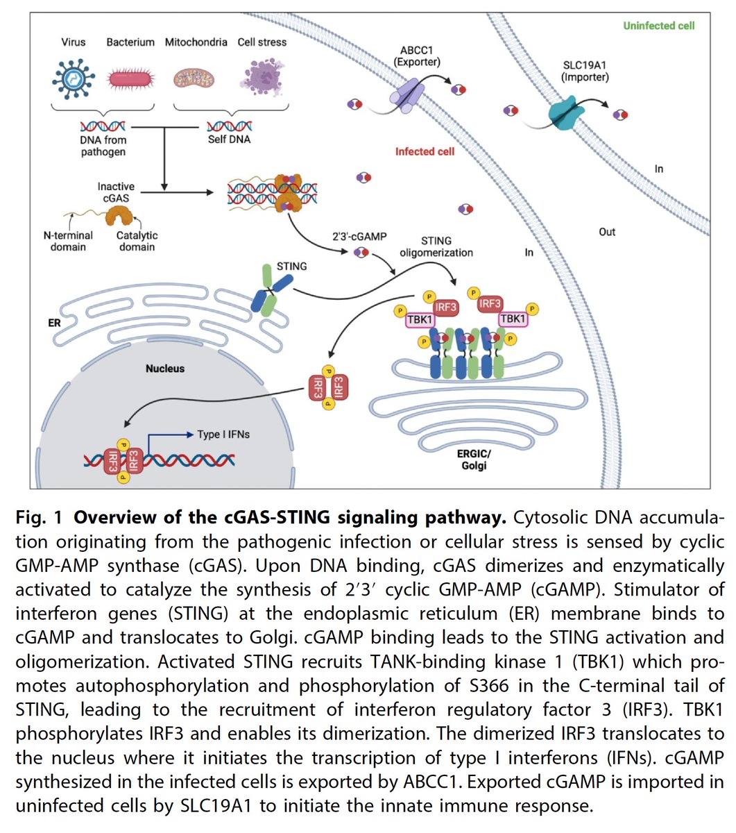 An overview of the cGAS-STING pathway