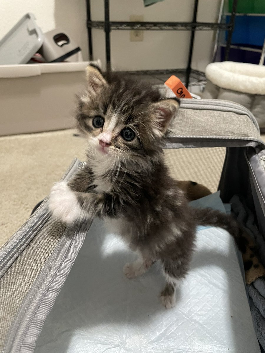 Friends of Bear Cat Rescue tweet media