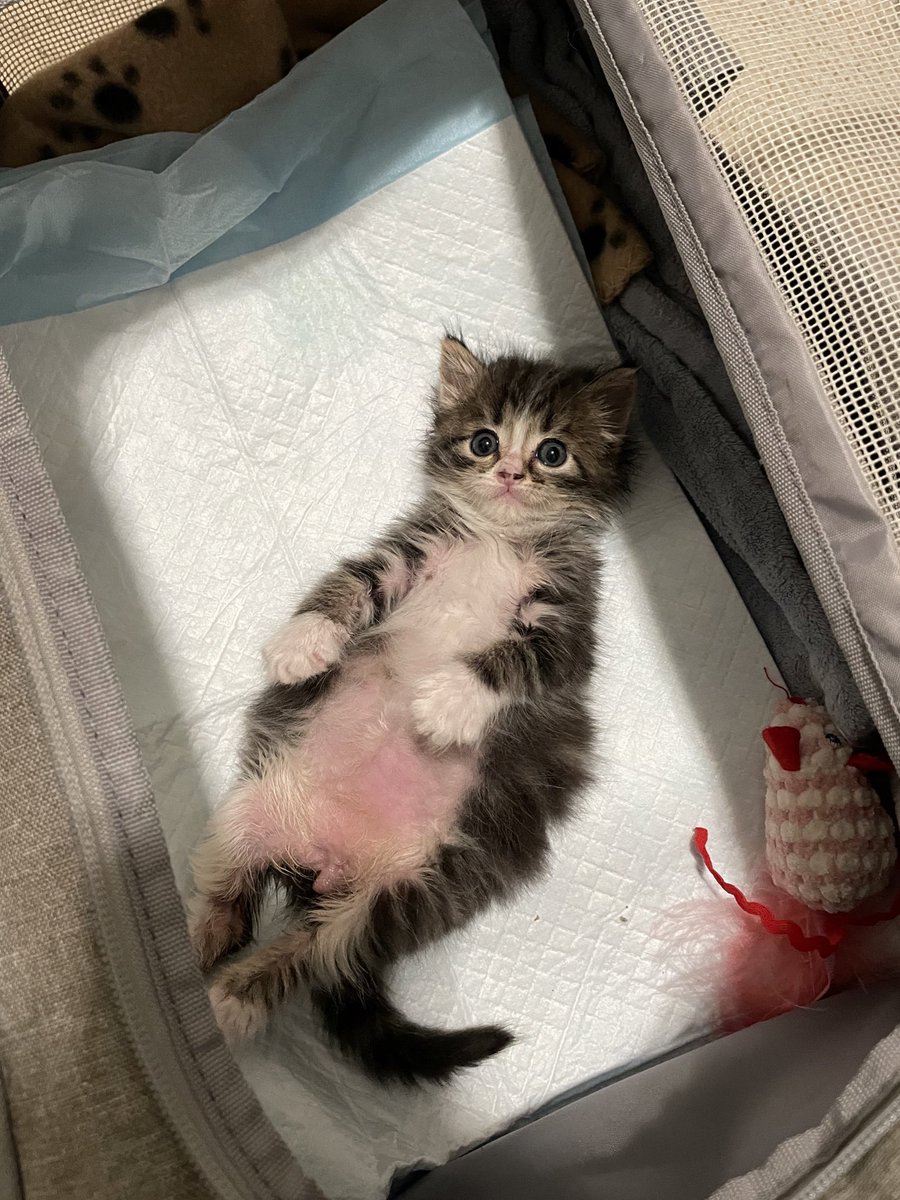 Friends of Bear Cat Rescue tweet media