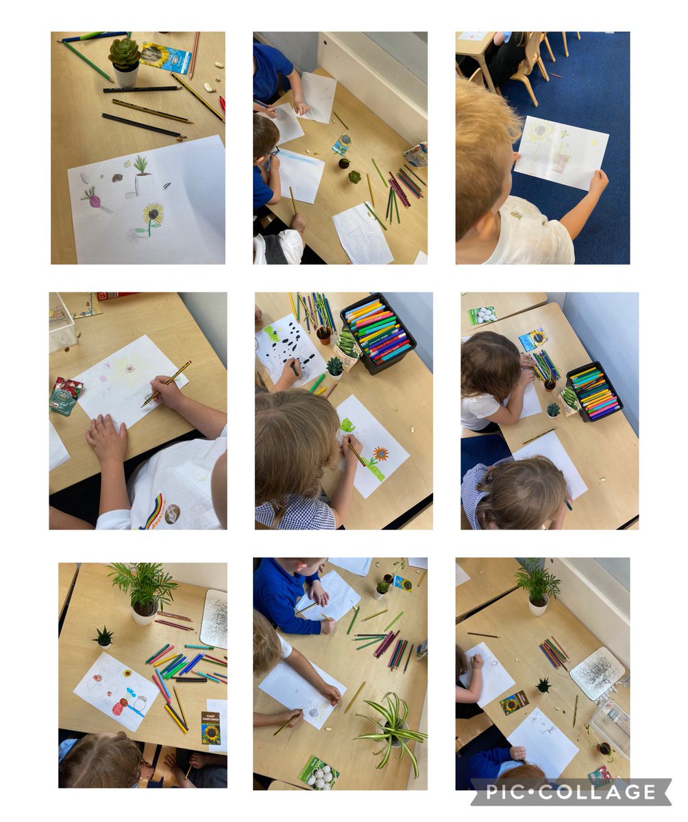A wet and windy day so it was an inside gardening club. We drew seeds and flowers and talked about the things we’d like to grow 🌱🌱 @RHSSchools <a href="/The_RHS/">The RHS</a> <a href="/MonteneyPrimary/">News</a>