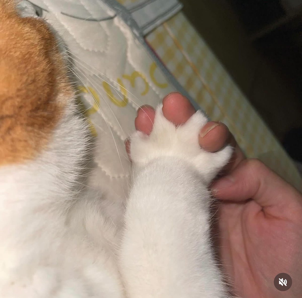 nikiverse tweet media