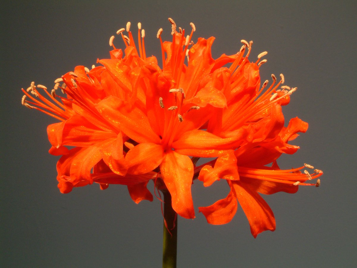 It’s almost the time when the Five Arrows Gallery becomes a living fireworks display, courtesy of the Exbury collection of Nerine sarniensis. 

Here is a taste of what’s in store from 1st October (free with gardens admission or membership). 

A rare opportunity to buy plants too!