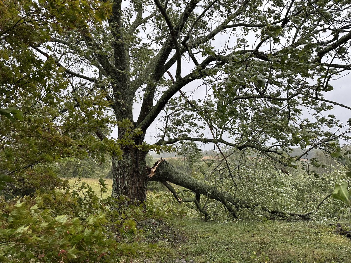 nooooo my poor beautiful tree 😭😭😭