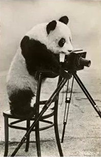 LinBingOnSolana's tweet photo. Saaayyyy $BING $BING 📷🐼 https://t.co/70fGMOJsDW