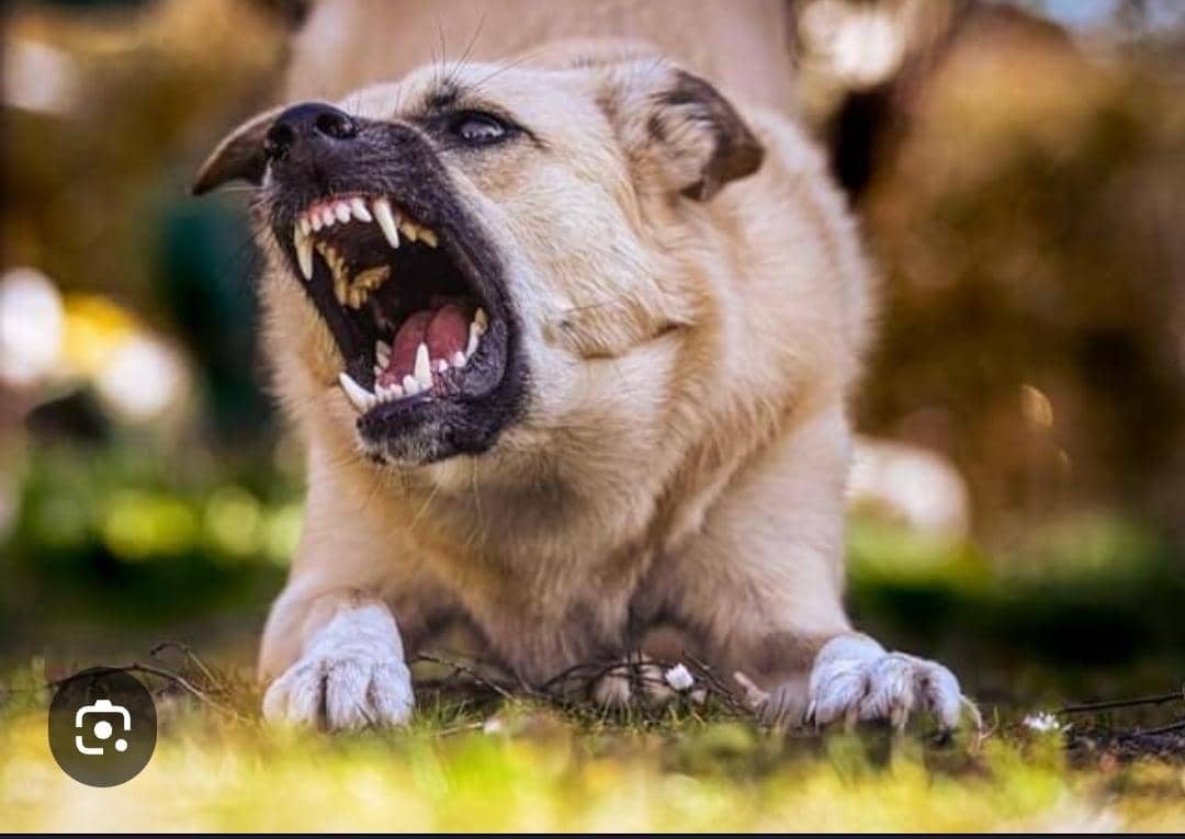 Key facts about Rabies on World Rabies Day, Sept. 28.

Rabies is a serious public health problem in over 150 countries and territories, mainly in Asia and Africa. It is a viral, zoonotic, neglected tropical disease that causes tens of thousands of deaths annually, with 40% being