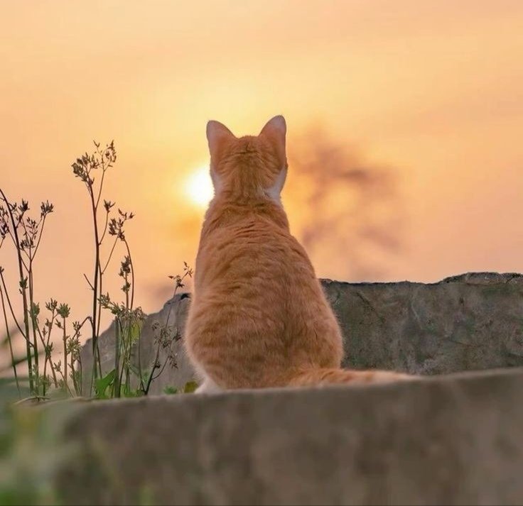 Metanoia100's tweet photo. Rest in peace Dame Maggie Smith. What a lifetime achievement. You brought us many years of enjoyment. When you saw Maggie Smiths name in a drama, in Yorkshire speak you knew it was going to be 'bloody good' ❤️❤️

#MaggieSmithRIP

#cats #CatsofTwittter #CatsLover https://t.co/jiZuV8hu1n