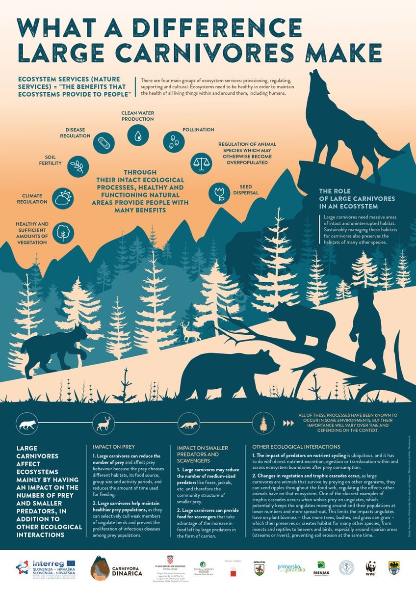 #DYK the impact large carnivores have on ecosystems?

Discover the social benefits and unique roles they play! 🐅🐺 

 via <a href="/IwcnCoexist/">IWCN Wildlife Coexistence</a>