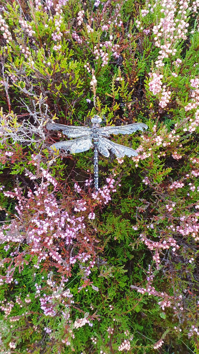 Broughton High DofE tweet media