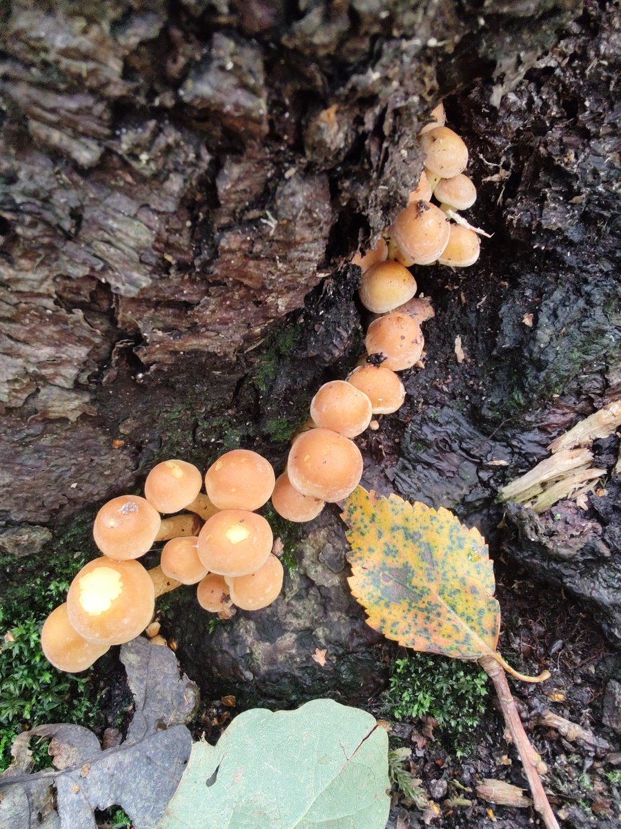 MrD_Computing's tweet photo. Today's walking photos https://t.co/Jun1OGZqlM