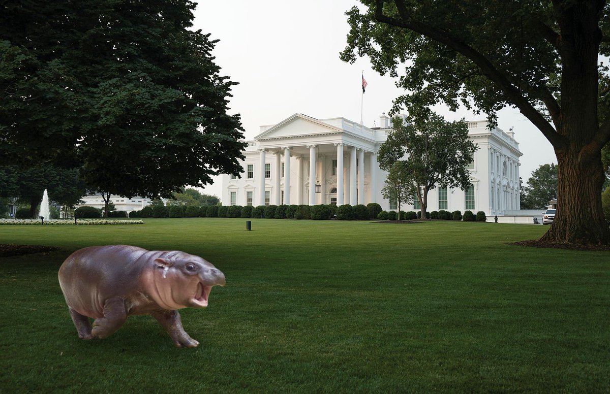 Moo Deng spotted at the White House! 🦛

📷: White House Historical Association