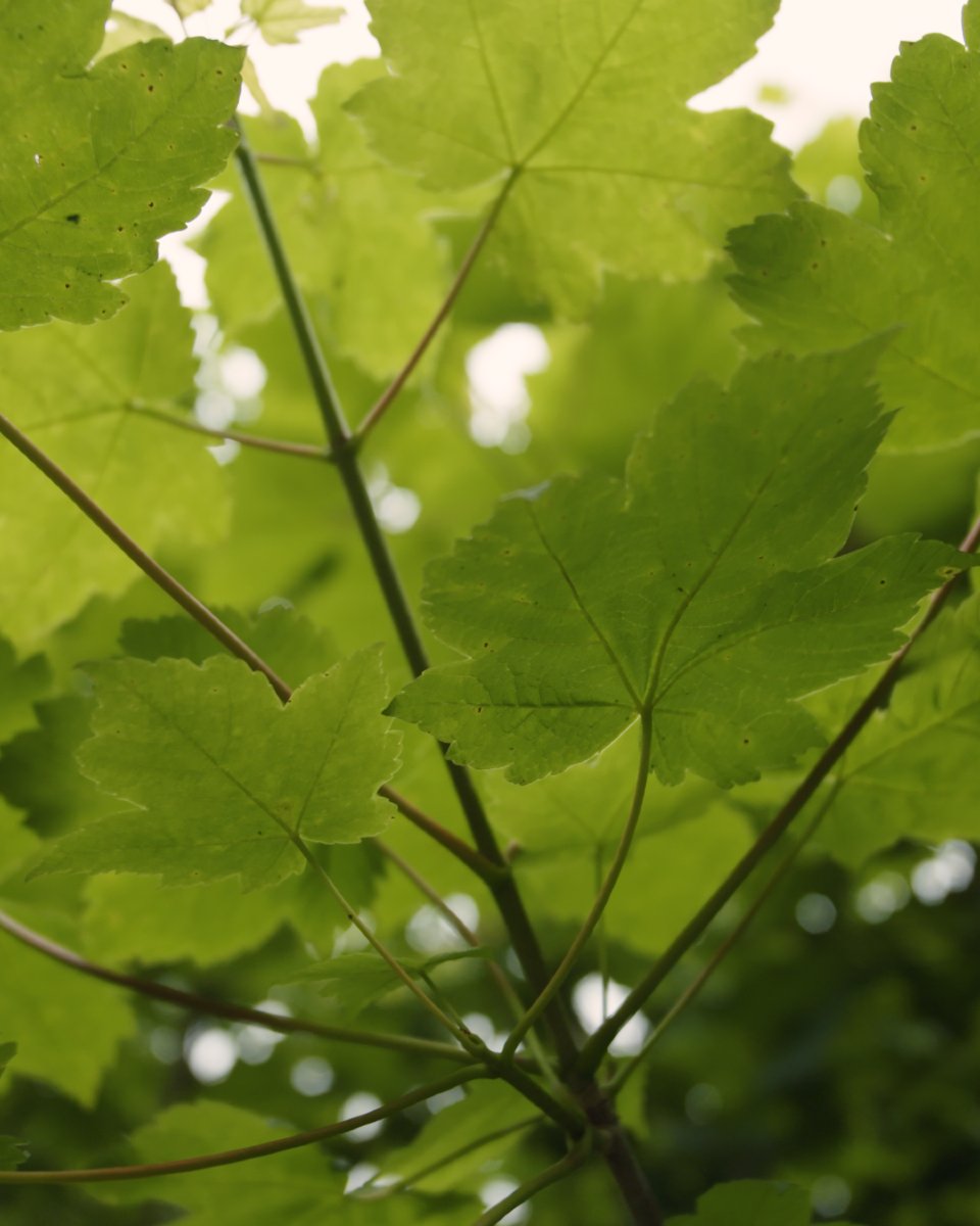 FarmForest tweet media