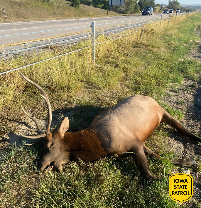A bull elk was discovered near Council Bluffs, 8 mile-marker on I-80 in Pott County, likely the result of a vehicular collision. Reminder to always remain vigilant while driving! Stay safe!!!