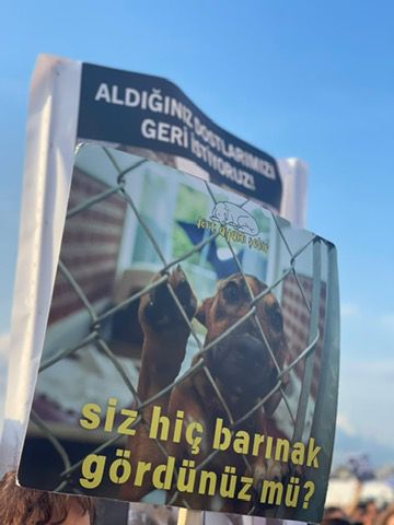 Can dostlarımızı vermiyoruz!
Toplayamazsın, öldüremezsin, hapsedemezsin.
#29EylüldeHayvanlarİçinEylemdeyiz