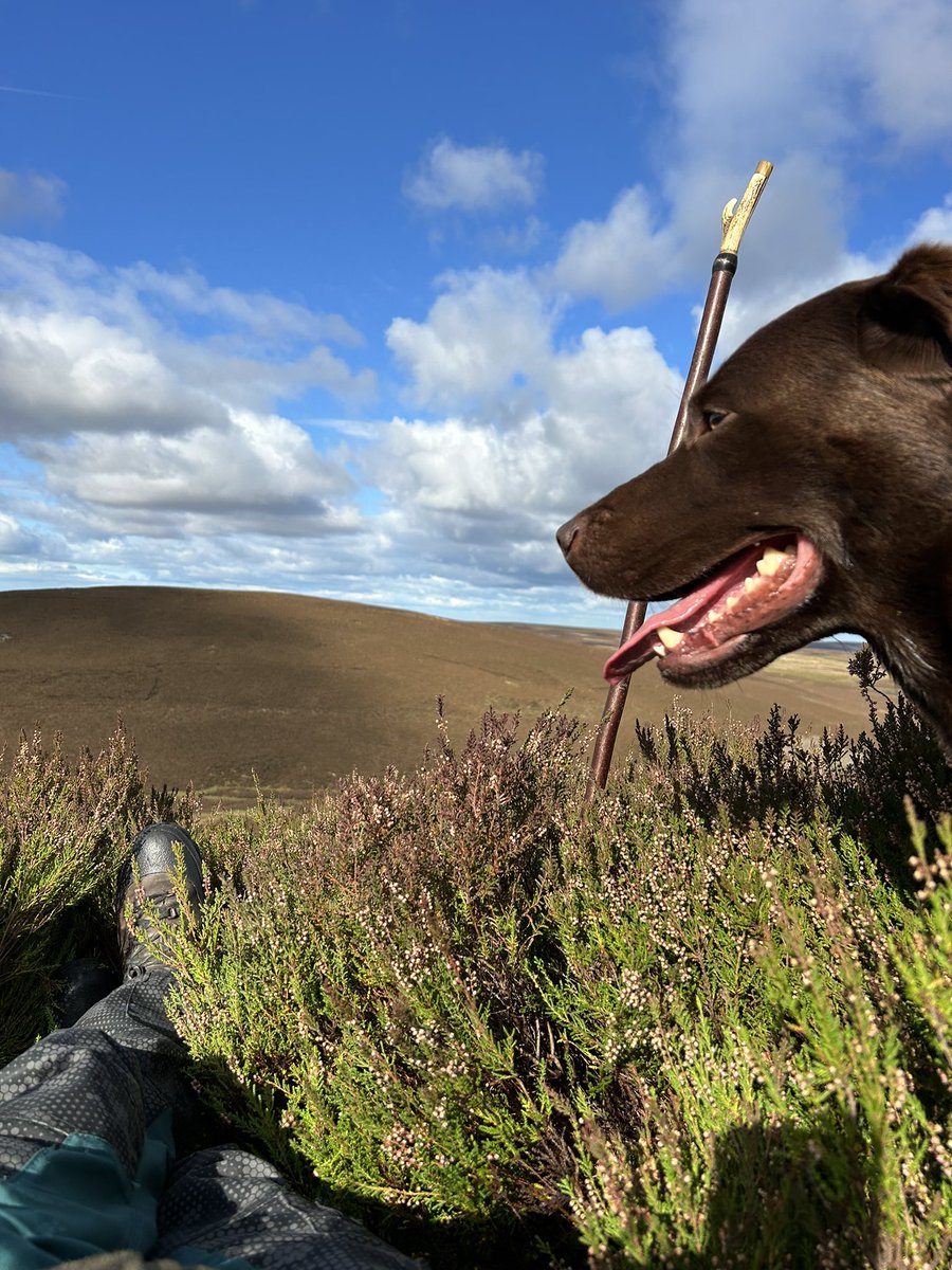 andyhare12's tweet image. Day at the grouse