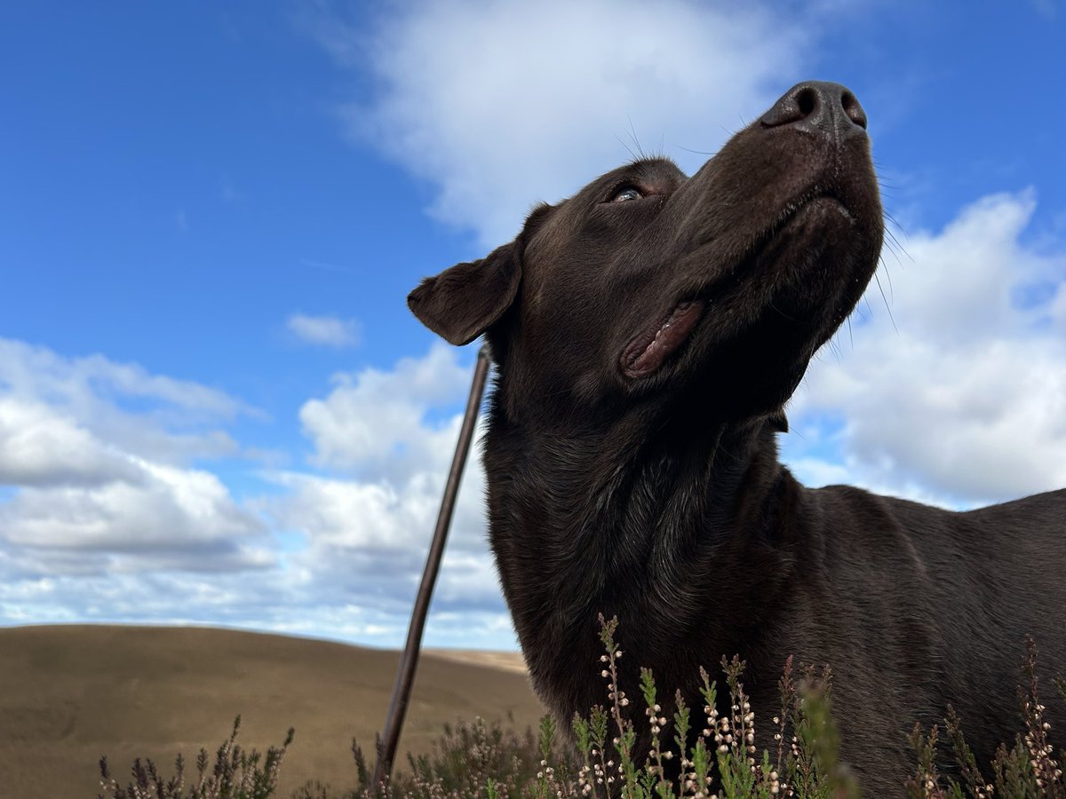 andyhare12's tweet image. Day at the grouse