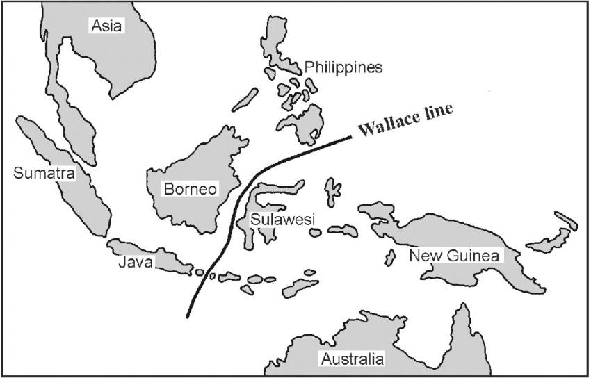 🔸La ligne Wallace est imaginaire pourtant jamais aucun animal ne l'a traversé... 

Une vraie curiosité géographique de notre planète.

Thread 🧶