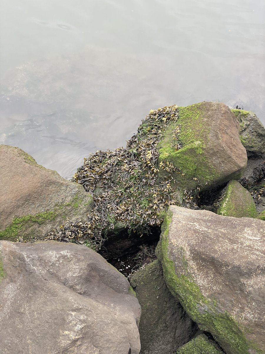 LiamJCVV's tweet photo. A rockweed (fucus) species along the rocks at Collier Pt Park, Providence #PhycologyFriday #Fucus https://t.co/SDD5d3AWYX