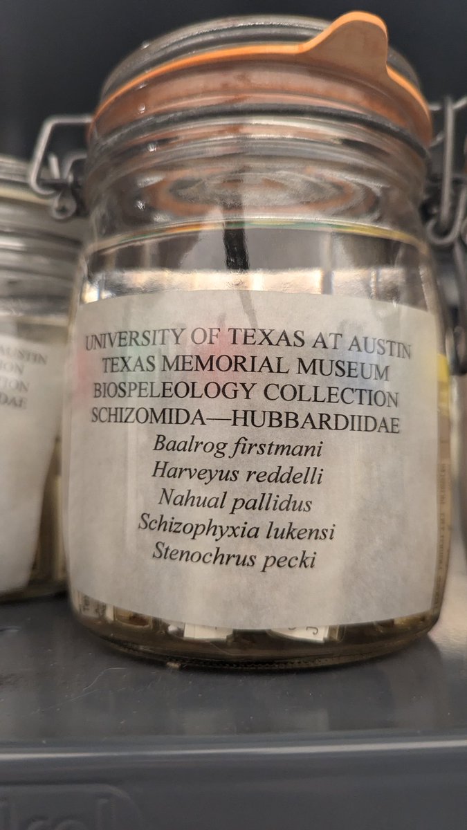 Visiting one of the most important collections of cave Arachnids! The Texas Memorial Museum, now hosted by the University of Texas at Austin, lots of awesome specimens!
<a href="/Arachnids/">Aracnideos</a> <a href="/Caves/">￼</a>