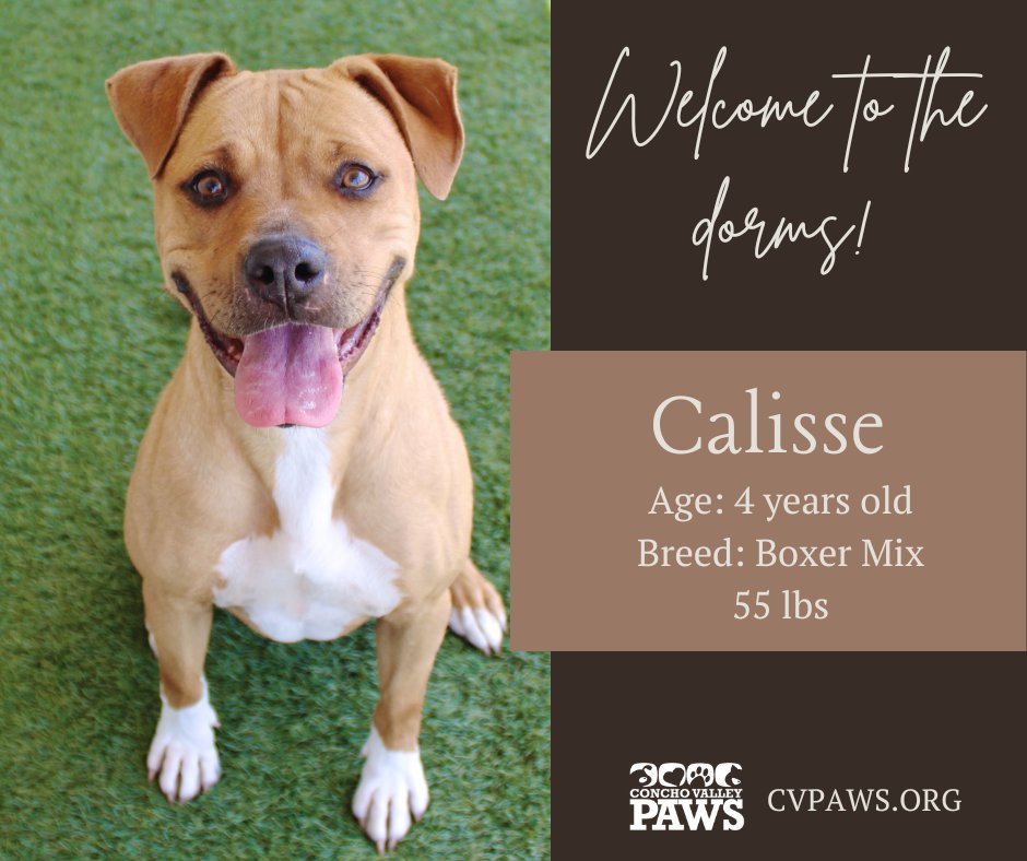 #WelcomeToTheDorms

Welcome, Calisse, to the Stephens Dog Dorms! This sweet girl may have faced some tough times, but she’s already settling in beautifully. 💖 She adores belly rubs and is ready to share her love with everyone! 

 cvpaws.org/adopt