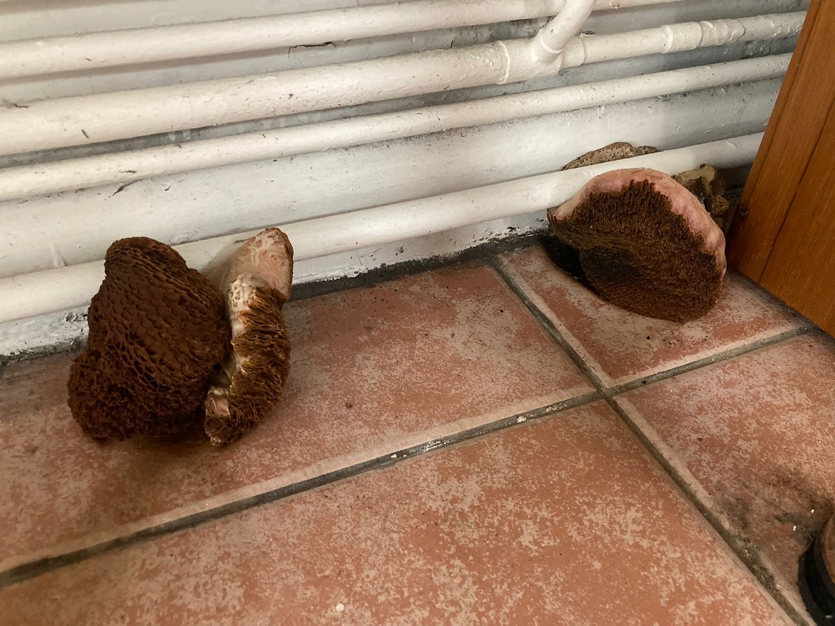 Can anyone ID these mushrooms?