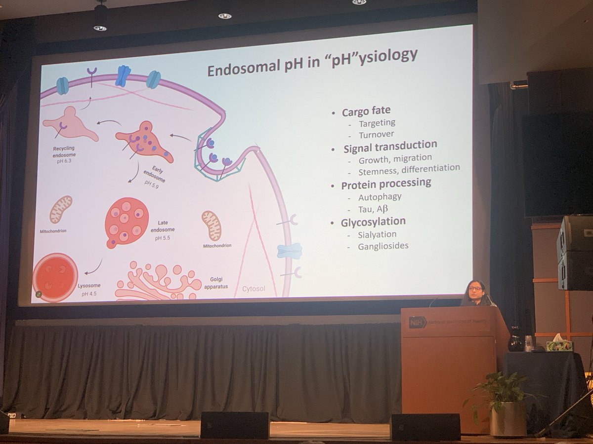 madamscientist's tweet photo. Kudos to ⁦@RaoLabTweets⁩ postdoctoral fellow @ruby_gupta on being chosen to give a platform talk at the NIH Mid-Atlantic Diabetes and Obesity conference! Lot’s of good feedback and ideas - food for thought! https://t.co/3gSYAL6xmi