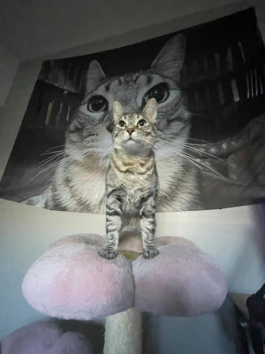 Punch Cat tweet media
