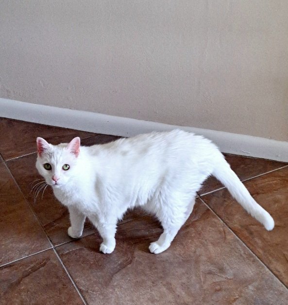 🌴🌺Joyce and Karma🐾🐱 tweet media