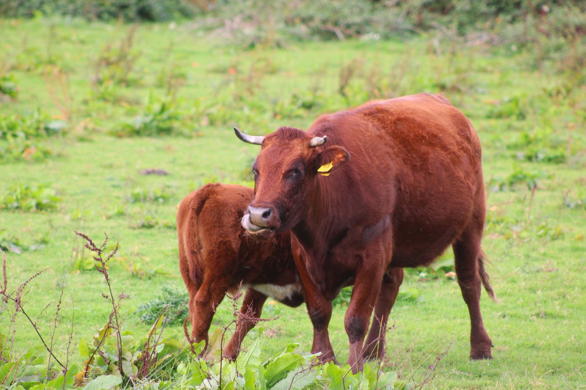 Zoonlief lebbert lekker zijn portie melk terwijl mams haar eigen neus schoon likt 😉
#Diezemonding
#rodegeuzen
<a href="/FREE_Nature/">FREE Nature</a>