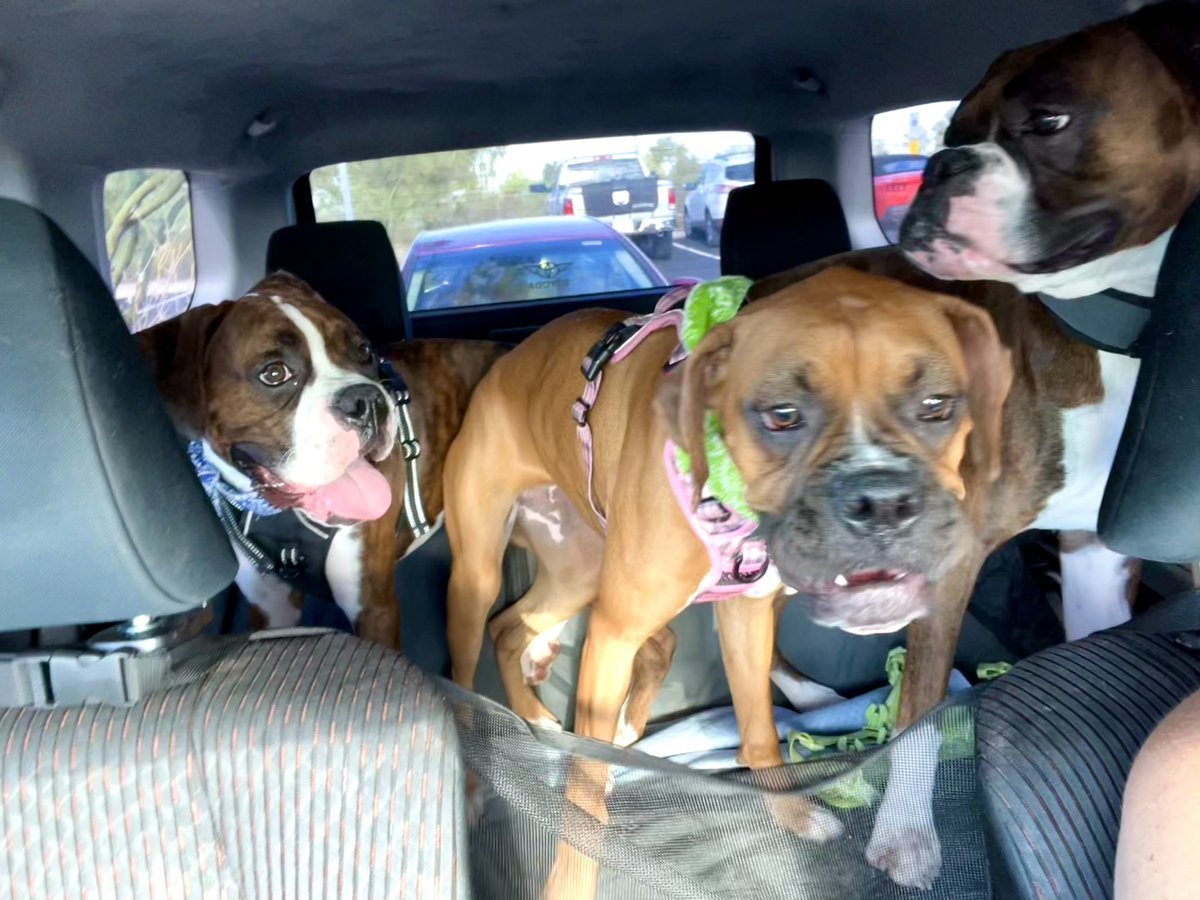 Glamazon72's tweet photo. Boxer Bonus: end of this morningโs hike, ran into large group of sorority girls who gave the dogs lots of love n attention ๐
#BoxerAdventures #BoxerPuppy #Boxer #AZboxers #boxersoftwitter #Loki #LadySif #BeastieBoi https://t.co/SiC9HasBDb
