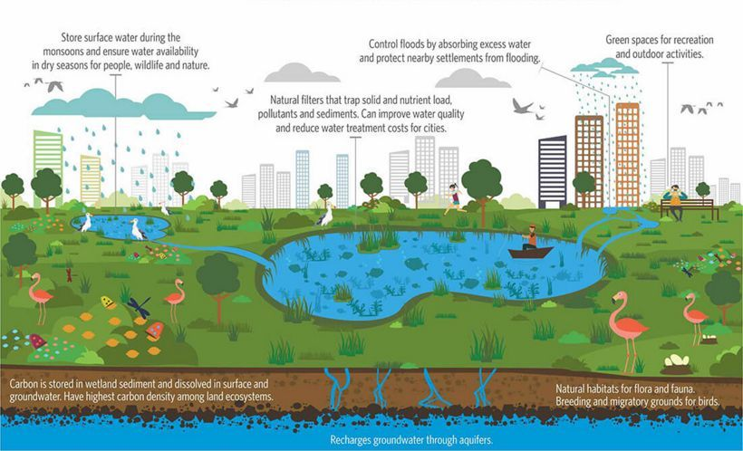 A #wetland is any land area that can hold surface water and support aquatic flora and fauna. In urban spaces, wetlands occur as lakes, ponds, marshlands, and swamps. 

Learn more 📖 ⤵️

via <a href="/nature_org/">The Nature Conservancy</a>