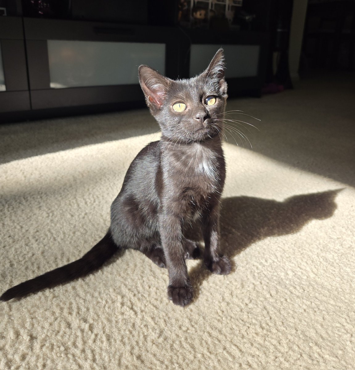 xPretty_Lushx's tweet photo. Meet Rowena, 3.5lbs of cuddley sass. The cat distribution system sent her and she quickly turned into a foster fail. We weren't planning on having another pet since our senior dog is fulltime work, but this spooky girl chose us and we're working on making them the best buds ever. https://t.co/Bm2sULSE2c