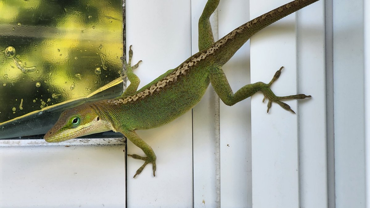 The Lizard of Oz tweet media