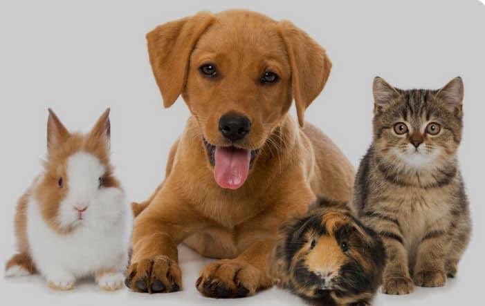 frpaddybyrne's tweet image. BLESSING OF PETS 2024 will take place Sunday 6th of October at 1pm outside Abbeyleix Parish Church. In honour of St. Francis. Our pets are great blessings: All welcome.