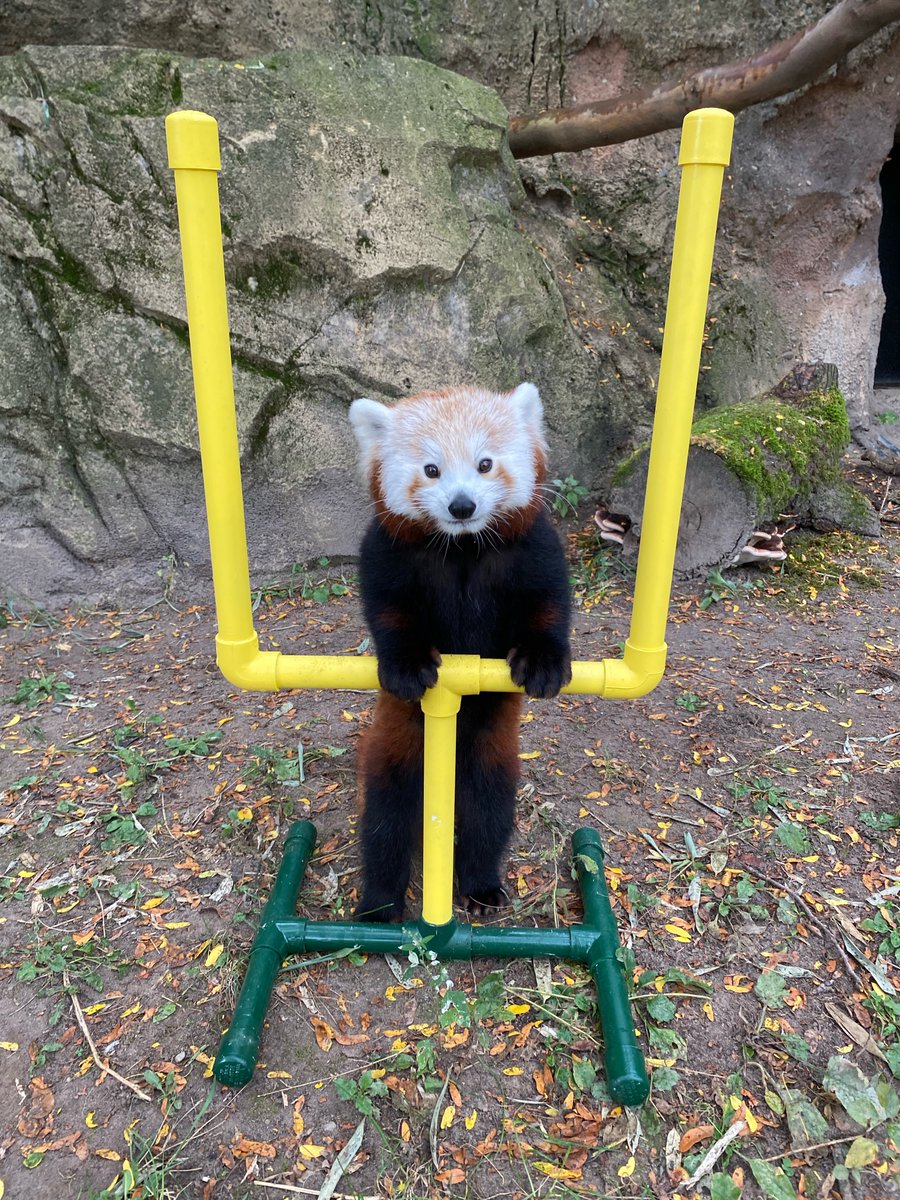 Himalaya is ready for some primetime <a href="/BuffaloBills/">Buffalo Bills</a> football 🏈😤

#GoBills #BillsMafia #Gameday