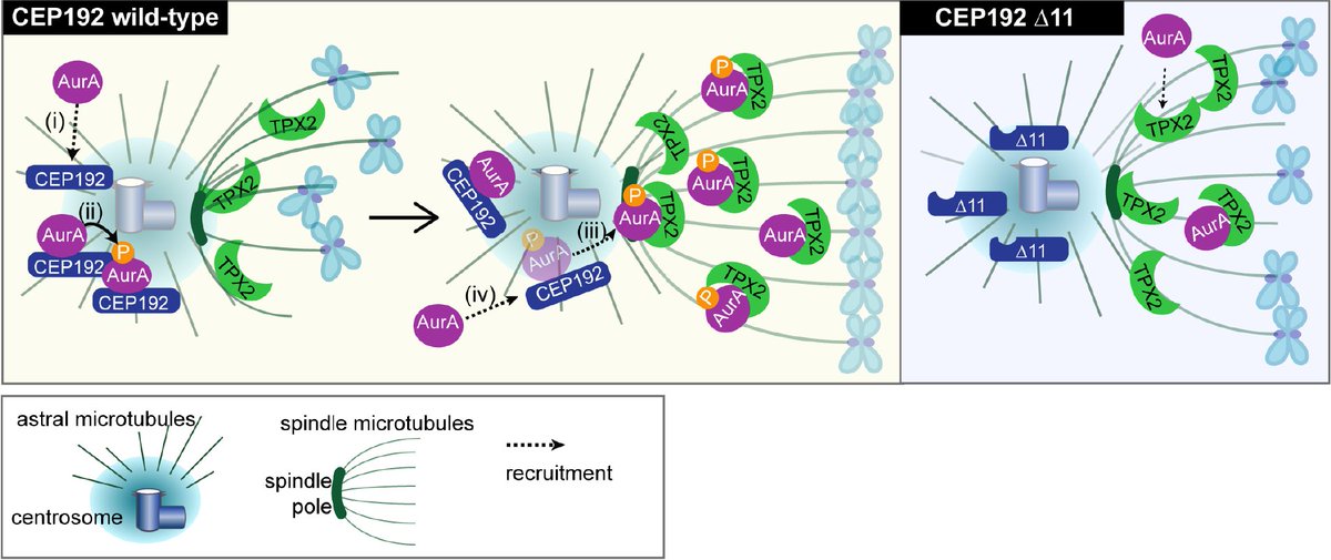 JRHCellCycle's tweet photo. CEP192 uses an extensive bi-modal interaction with AurA to produce this signal, which is then protected by TPX2. 

Therefore AurA:CEP192 ensures the correct amount of AurA activity in a cell, maintaining genome stability through error-free mitosis. https://t.co/7AIQiyzCqu
