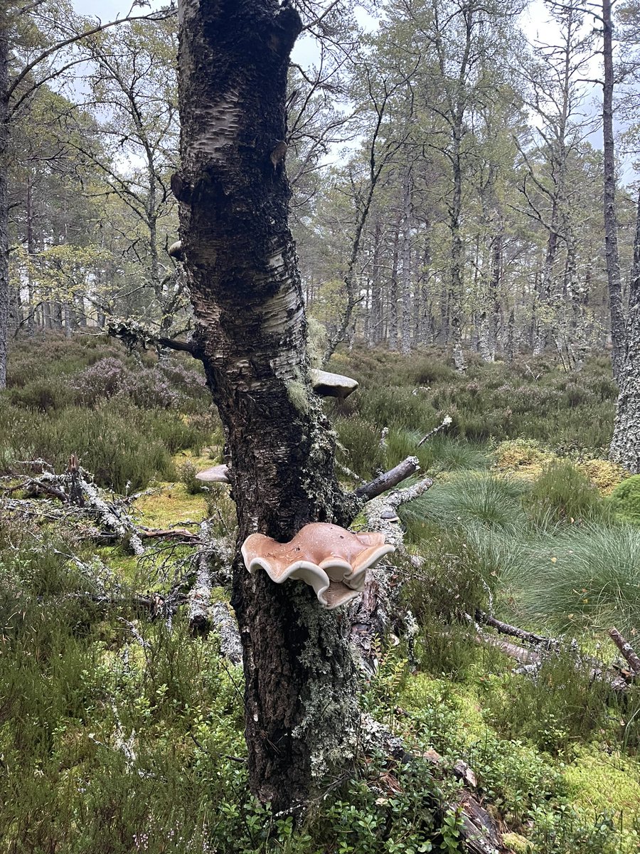 Dopey-faced bracket fungus… or is it just me seeing the goofy expression?!