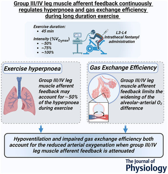 🚨New paper alert!
doi.org/10.1113/JP2869… 

Feedback from the exercising muscles not only corrects an error message during the transient phase at the onset of exercise but is also necessary for regulating ventilation and gas exchange efficiency during steady-state exercise (1/3)