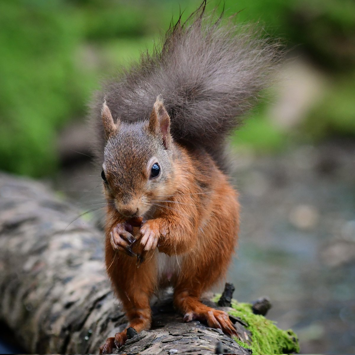 Wee Red Squirrel enjoying a tasty hazelnut snack 😍❤️🐿🌰