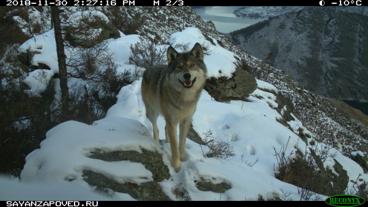 trailcam (@trail_cams) on Twitter photo 