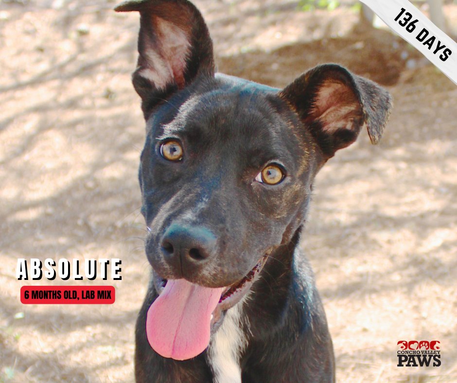 Meet Absolute, a sweet young lab mix who has been at the shelter for over 130 days. Growing up in the shelter just isn’t the same as having a loving home! She’s ready to blossom in a family that truly loves her. Visit cvpaws.org/adopt